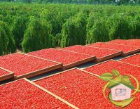 Ягода Годжи