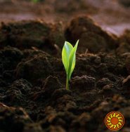 Чернозем/песок/ грунт/ щебень, отсев. Купить Киев и область. Дешево и быстро