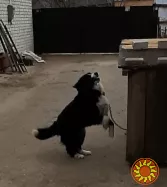 Спокійна, добра чорно-біла дівчинка Лейла