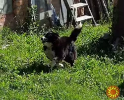 Спокійна, добра чорно-біла дівчинка Лейла