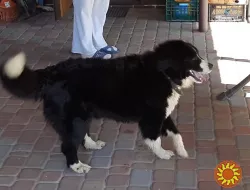 Спокійна, добра чорно-біла дівчинка Лейла