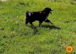 Спокійна, добра чорно-біла дівчинка Лейла