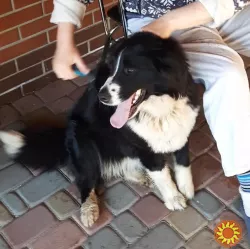 Спокійна, добра чорно-біла дівчинка Лейла