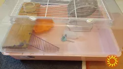 Клетка для хомяков MINI DUNA Ferplast, 50*35*25см, Италия