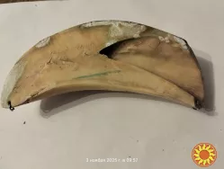 Клык моржа с гравировкой