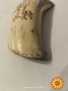 Клык моржа с гравировкой