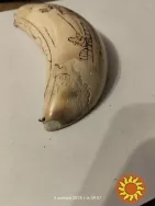 Клык моржа с гравировкой