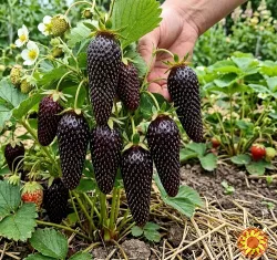 Розсада полуниці сорту Блек Джек