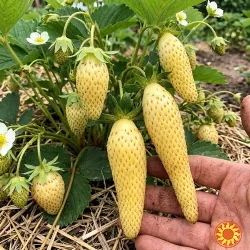 Розсада полуниці Голд Фінгер