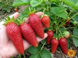 Розсада полниці Амалія