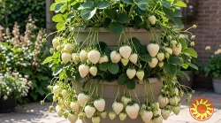 Розсада полуниці Либідь