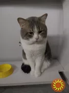 Віддам в хороші руки