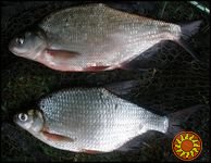 Продам свіжоморожену рибу - лящ, лящ дрібний. Опт. Є доставка. Відповідаю лише на тел.дзвінки.