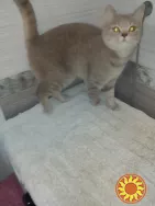 Віддам в добрі руки