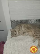 Віддам в добрі руки