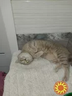 Віддам в добрі руки