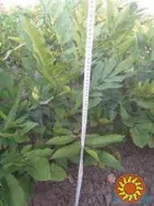 Щеплені саджанці горіха пекан та живці для прививки