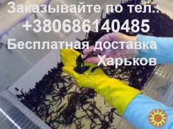 Пиявки медицинские выращиваем и продаём от 20шт. по Харькову и регионам Украины