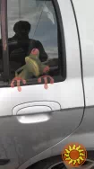 Наклейка на авто Лягушка-жабка