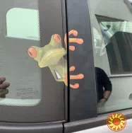 Наклейка на авто Лягушка