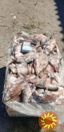 Продам свіжоморожену рибу - густера, окунь. товстолобий. Є доставка. Відповідаю лише на тел.дзвінки.