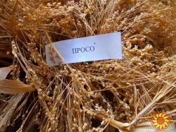 пшенная мука